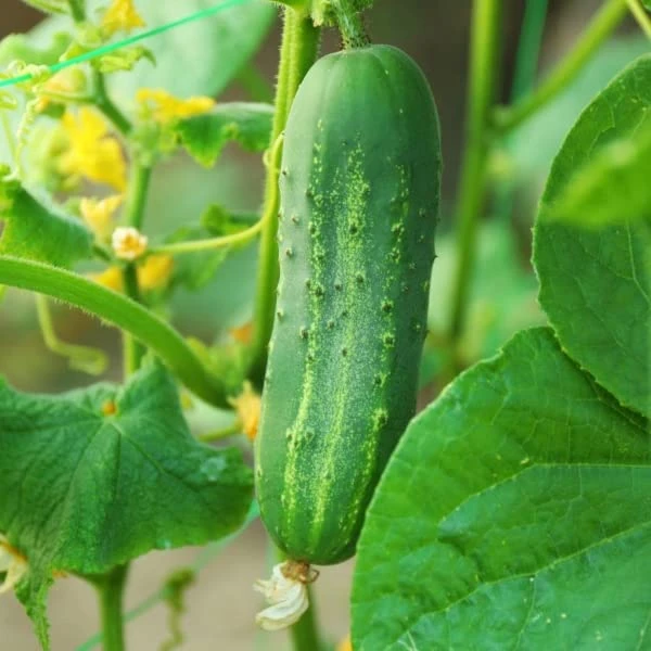 Go Garden