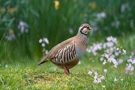 Partridges