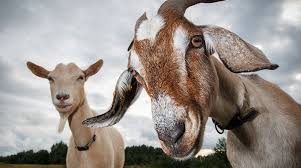 Goats