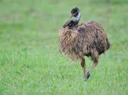 Emu