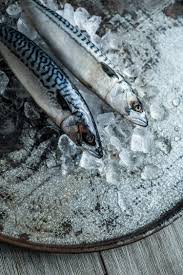 Mackerel