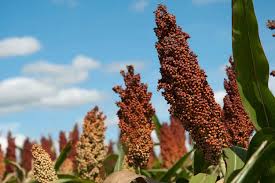 Sorghum