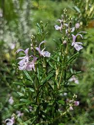 Rosemary