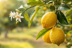 Lemons