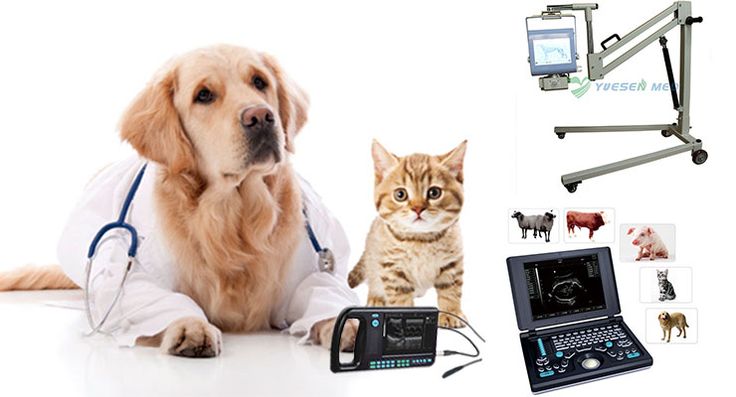 Veterinary Supplies