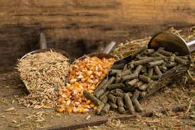 Animal Feed