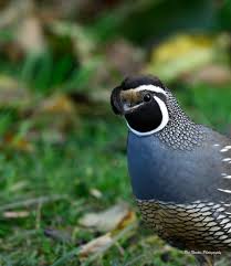 Quail