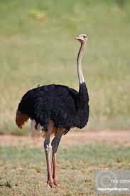 Ostrich