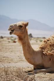 Camels
