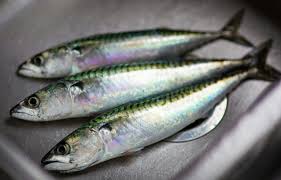 Sardines