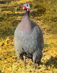 Guinea Fowl