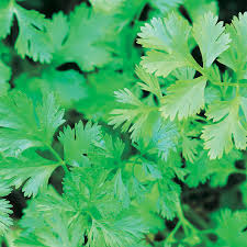 Coriander