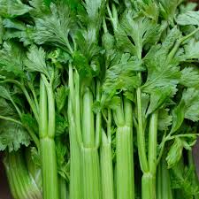Celery