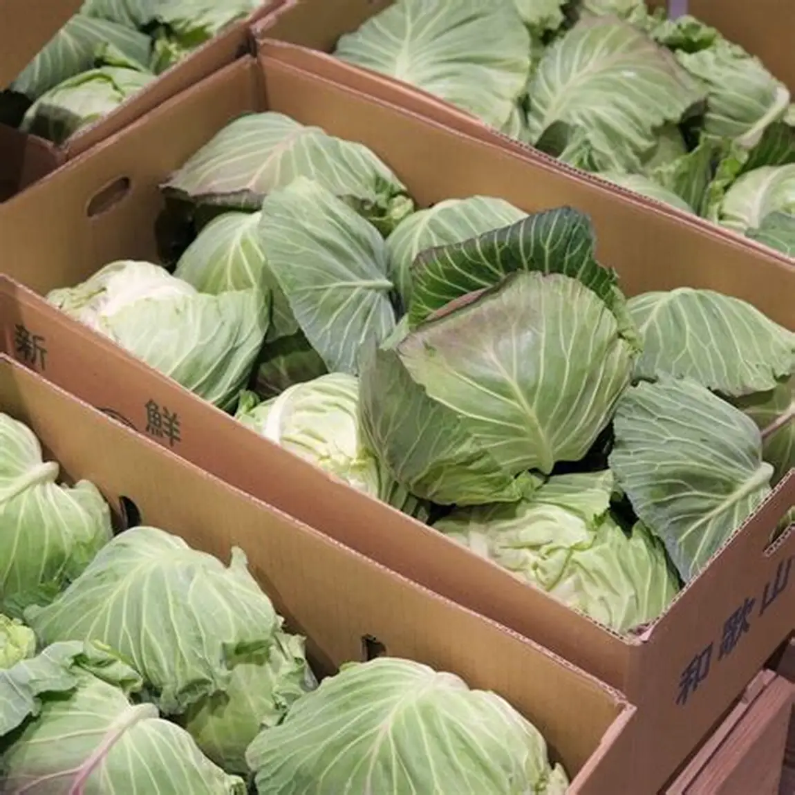 Farm Fresh Organic Premium Green Cabbage - Extra Large (2kg)