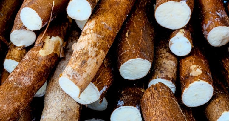 FarmMaster Grade B Dried Fresh Cassava - Extra Large (2kg)