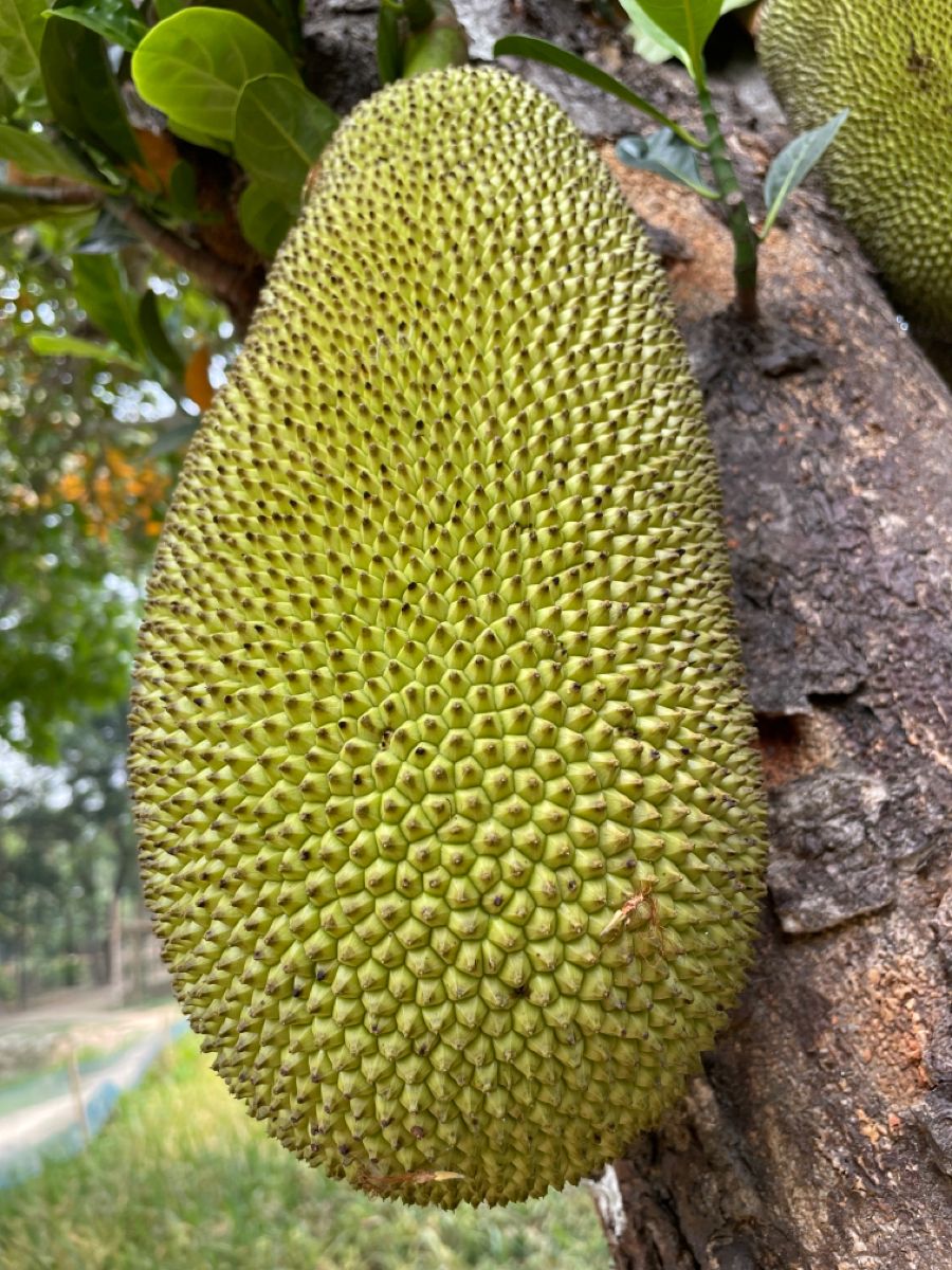 Harvest Direct Grade A Premium Dried Fresh Jackfruit - Small (250g)