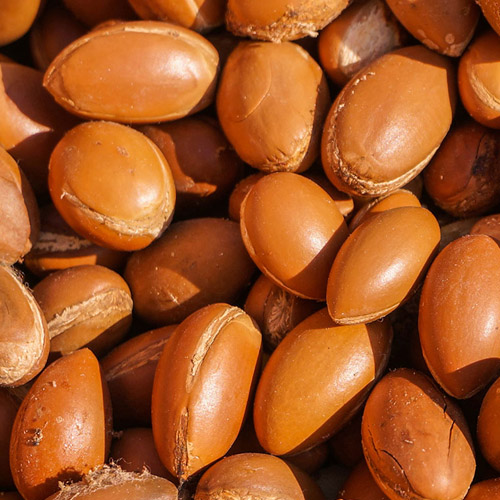 Premium Nuts Grade B Dried Raw Shea Nuts - Medium (500g)