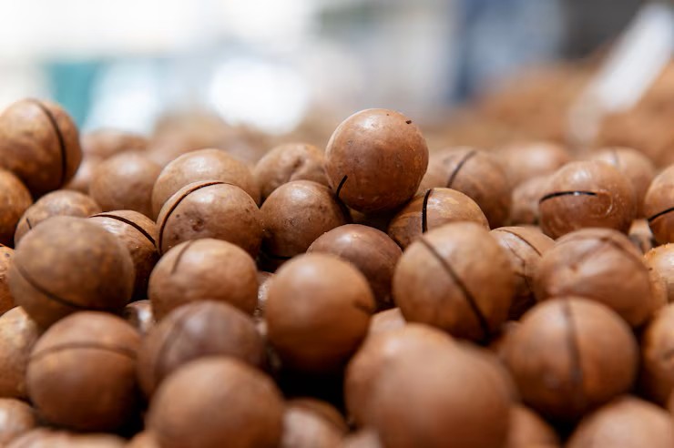 Harvest Direct Organic Premium Dried Raw Shea Nuts - Extra Large (2kg)