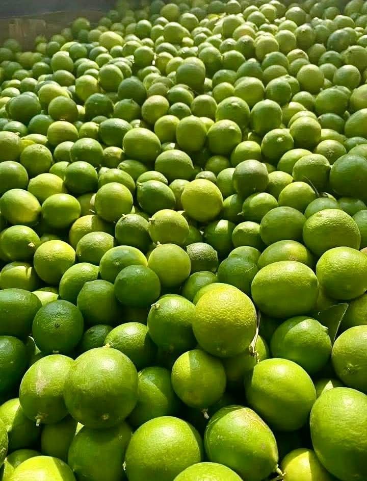 Farm Fresh Grade B Organic Fresh Lemons - Large (1kg)