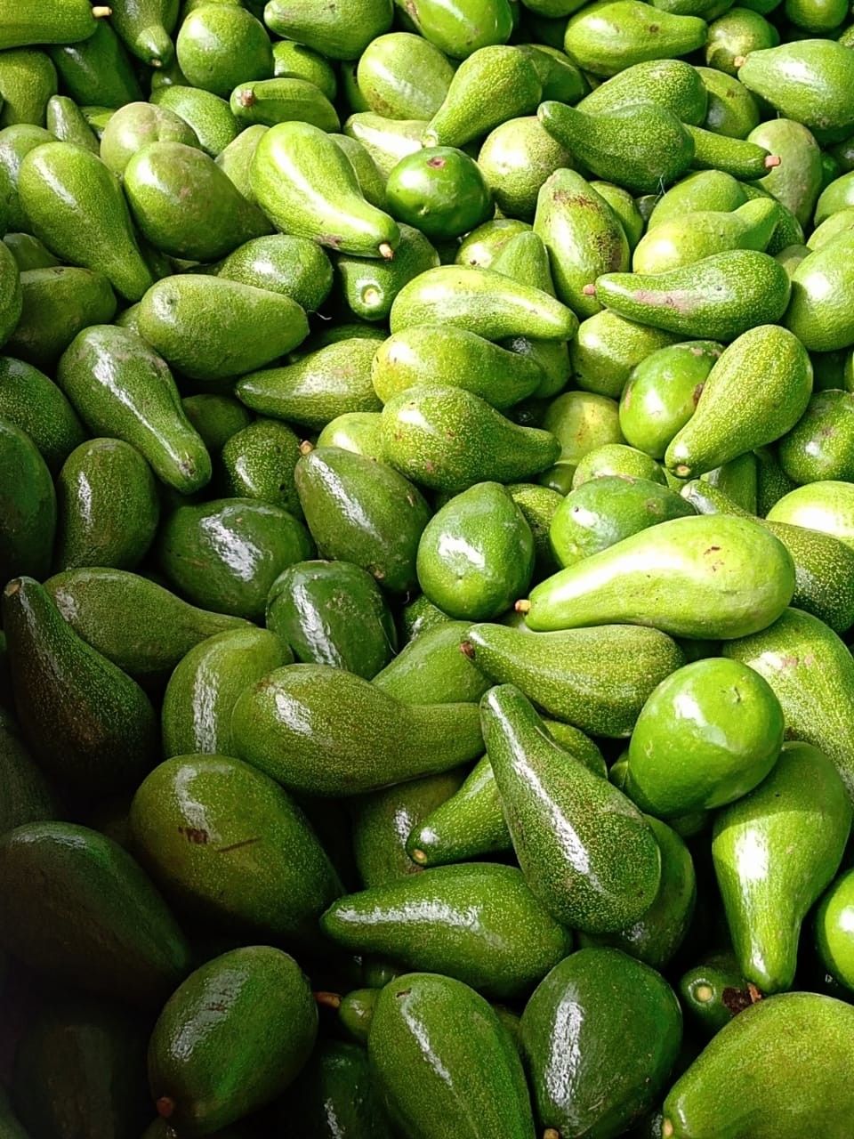 FreshFarm Grade A Ripe Avocado - Small (500g) - Crate