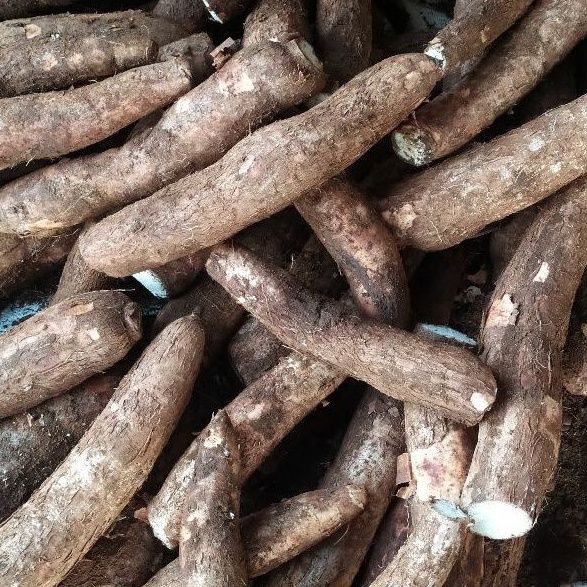 Farm Fresh Grade A Premium Farm Fresh Fresh Cassava - Medium (500g)