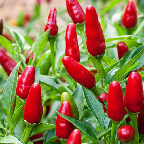 Farm Fresh Grade A Premium Premium Fresh Bird's Eye Chillies - Small (250g) - Loose