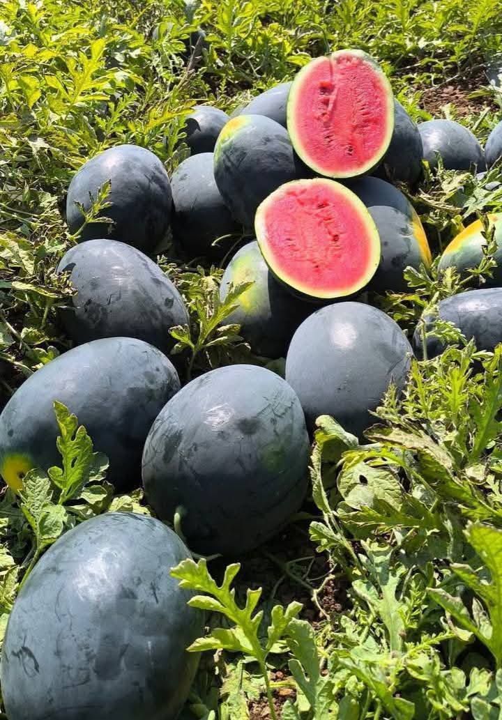 Harvest Direct Organic Fresh Fresh Watermelon - Medium (500g)