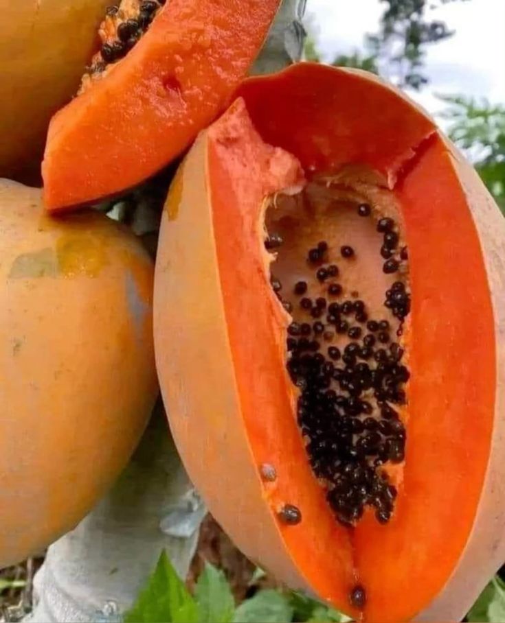 Tropical Fresh Commercial Grade Fresh Red Pawpaw - Small (500g) - Pack