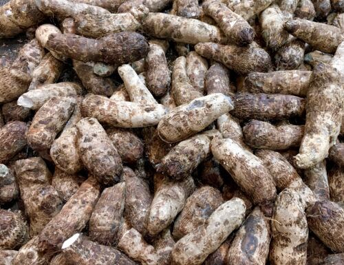 Premium Produce Grade A Fresh Fresh Yams - Small (250g)