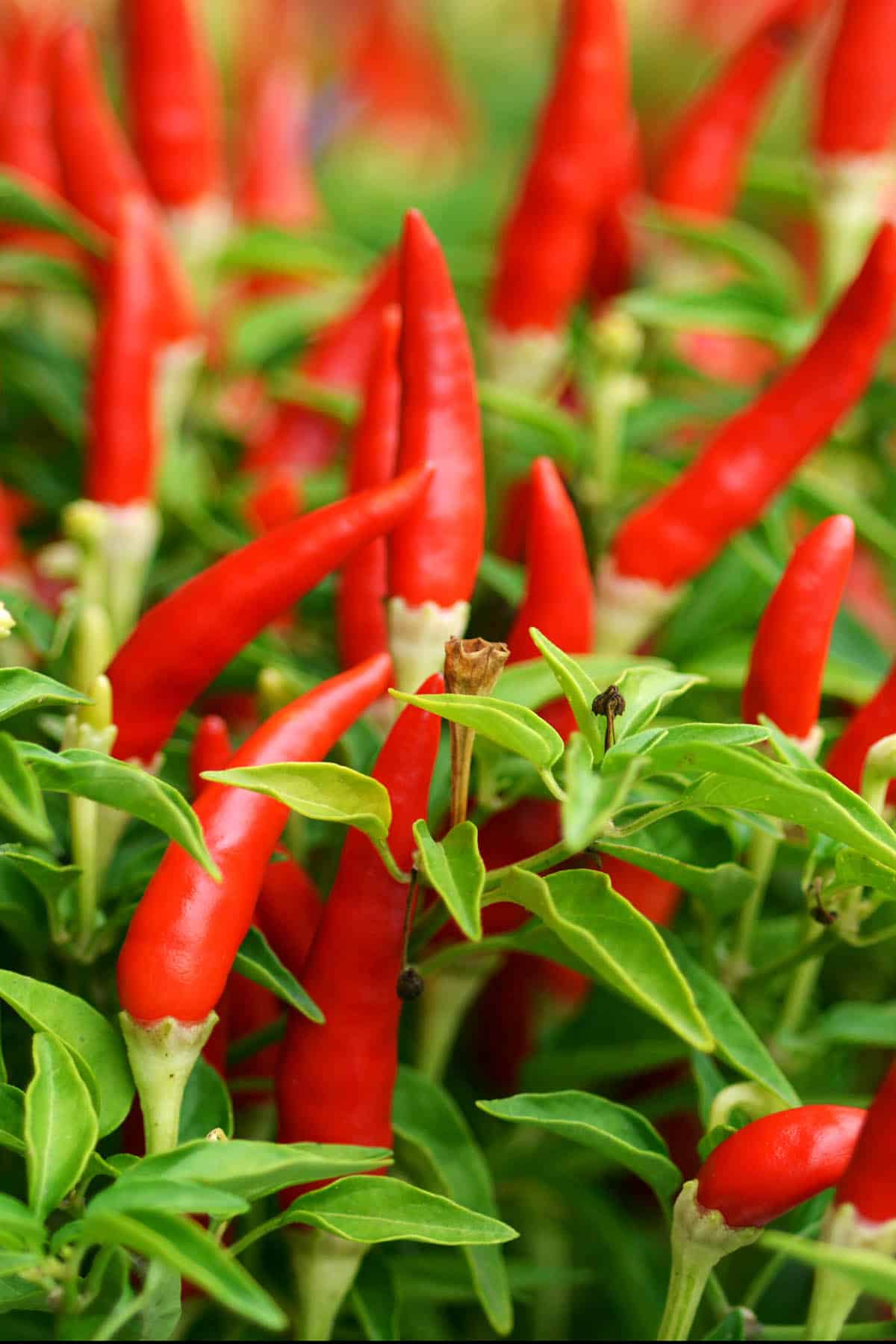 Hot Harvest Grade B Premium Fresh Bird's Eye Chillies - Medium (500g) - Bag