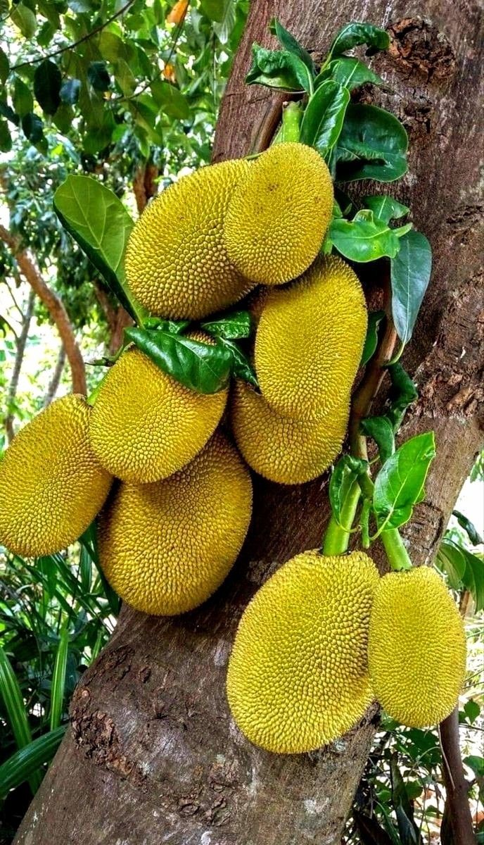 Organic Valley Grade A Fresh Fresh Jackfruit - Small (250g)