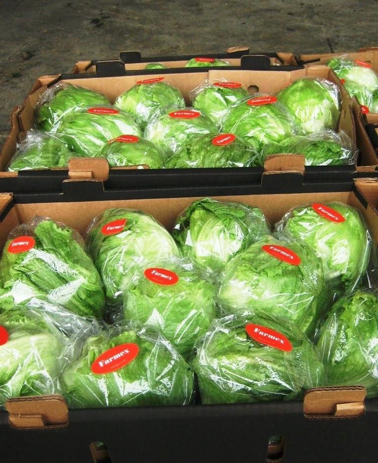 Premium Produce Organic Farm Fresh Iceberg Lettuce - Large (1kg)