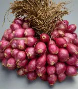 Nature's Best Commercial Grade Premium Fresh Red Onions - Small (500g) - Crate