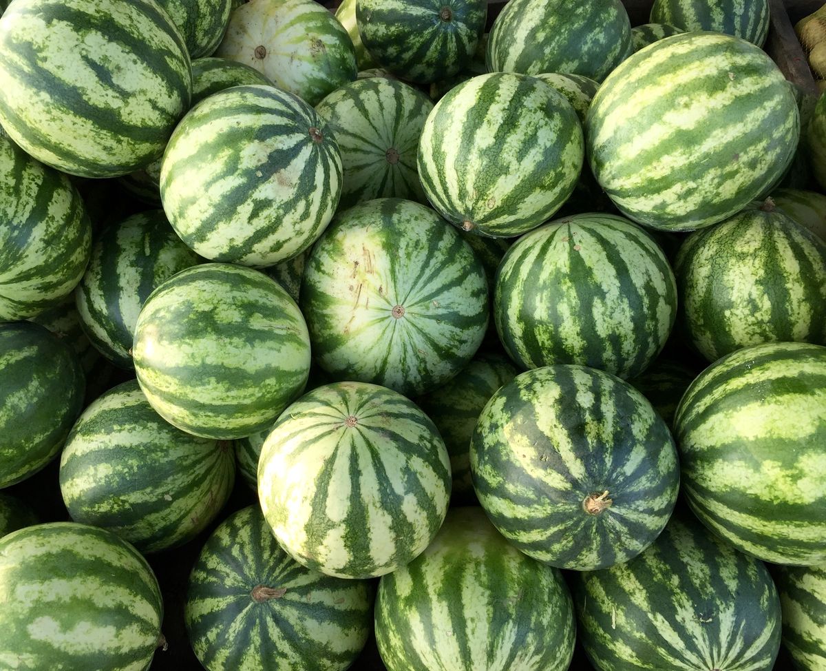 Harvest Direct Grade A Premium Fresh Fresh Watermelon - Extra Large (2kg)