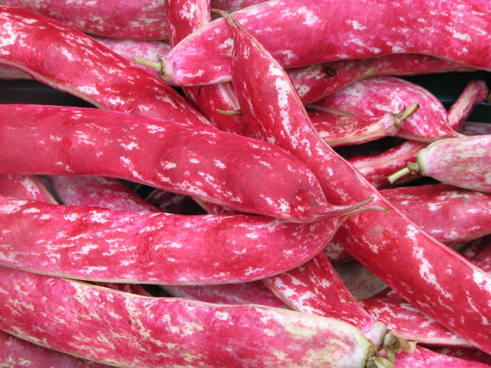 Bean Valley Organic Premium Shelled Red Beans - Large (2kg) - Pack