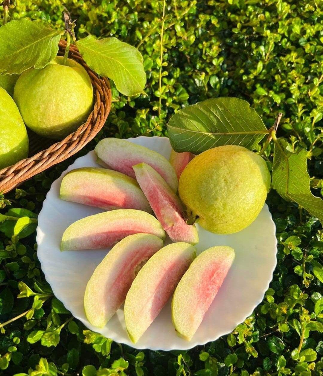 Farm Fresh Grade A Dried Fresh Guava - Small (250g)