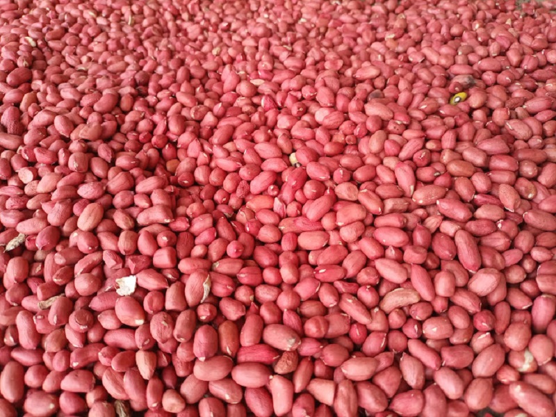 Premium Produce Grade A Premium Farm Fresh Raw Groundnuts - Extra Large (2kg)