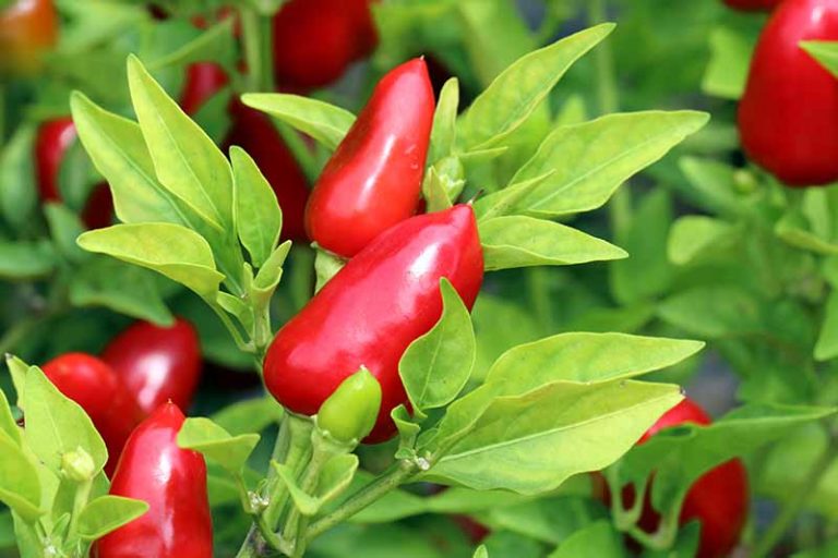 Nature Spice Organic Premium Fresh Bird's Eye Chillies - Extra Large (2kg) - Bulk