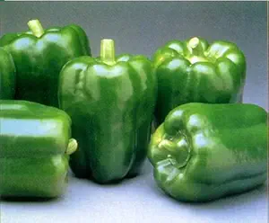 Premium Produce Grade A Premium Green Peppers - Small (250g)