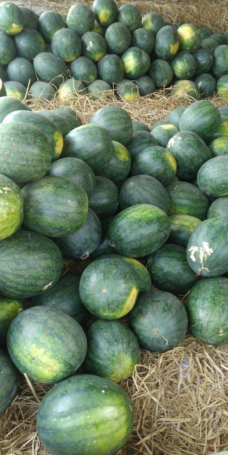 Harvest Direct Grade A Farm Fresh Fresh Watermelon - Extra Large (2kg)