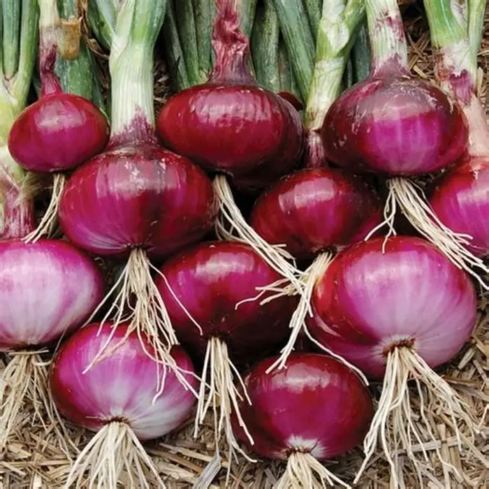 Nature Fresh Organic Premium Organic Red Onions - Large (2kg) - Pack