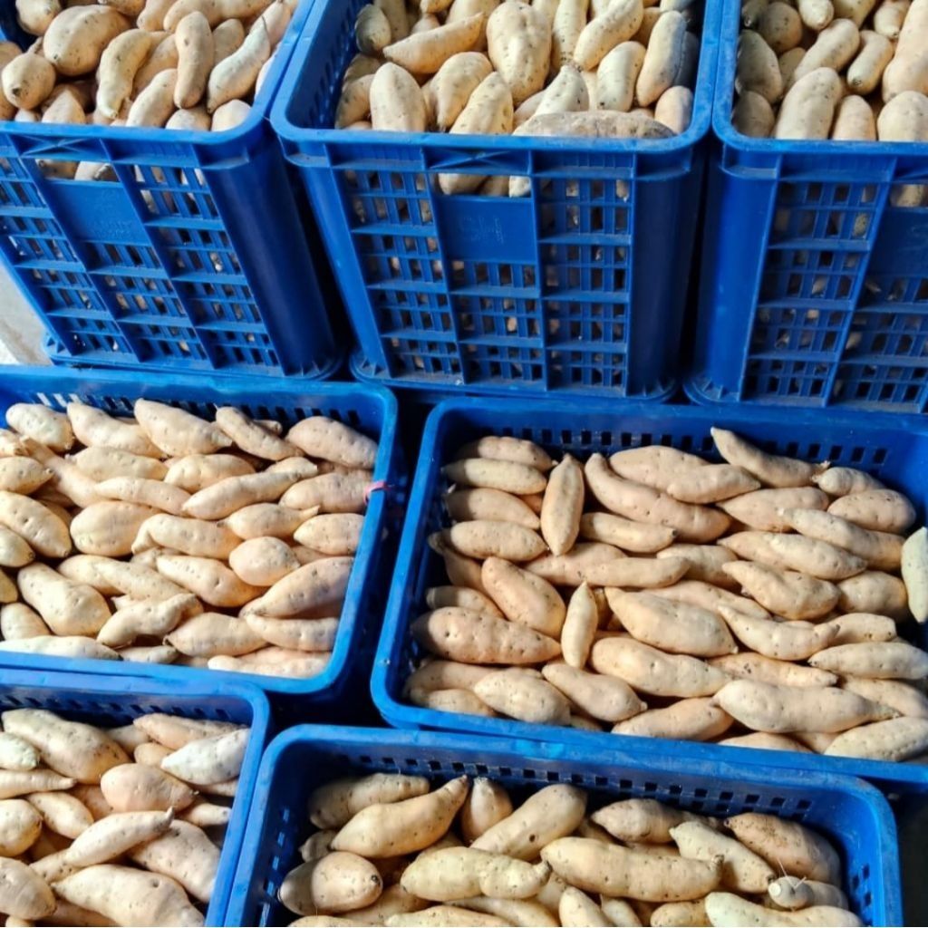 Premium Produce Grade B Premium Fresh Sweet Potatoes - Small (250g)