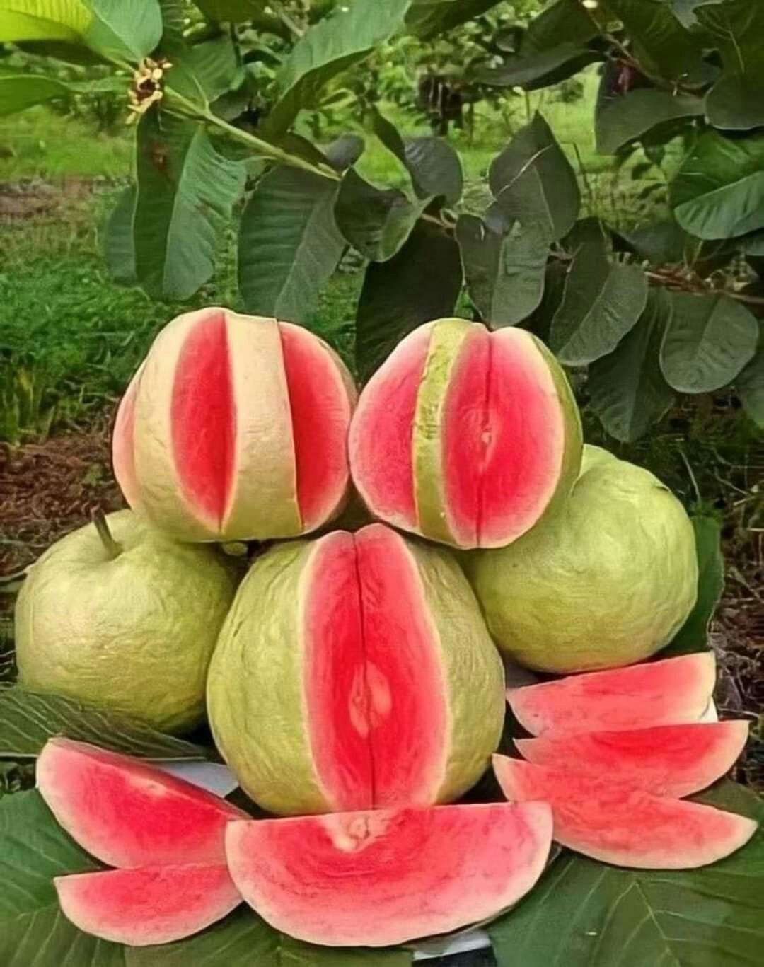 FarmMaster Grade B Fresh Fresh Guava - Extra Large (2kg)