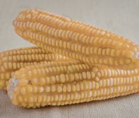 Premium Maize Grade B Shelled White Maize - Small (1kg) - Bulk
