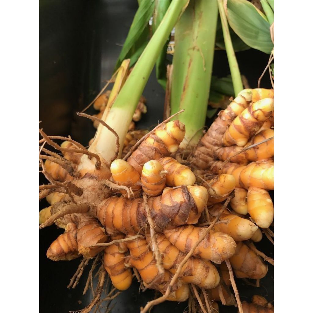 Organic Valley Organic Premium Dried Fresh Turmeric - Small (250g)