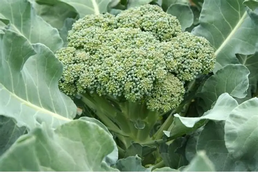 Grade A Fresh Fresh Broccoli - Extra Large (2kg)