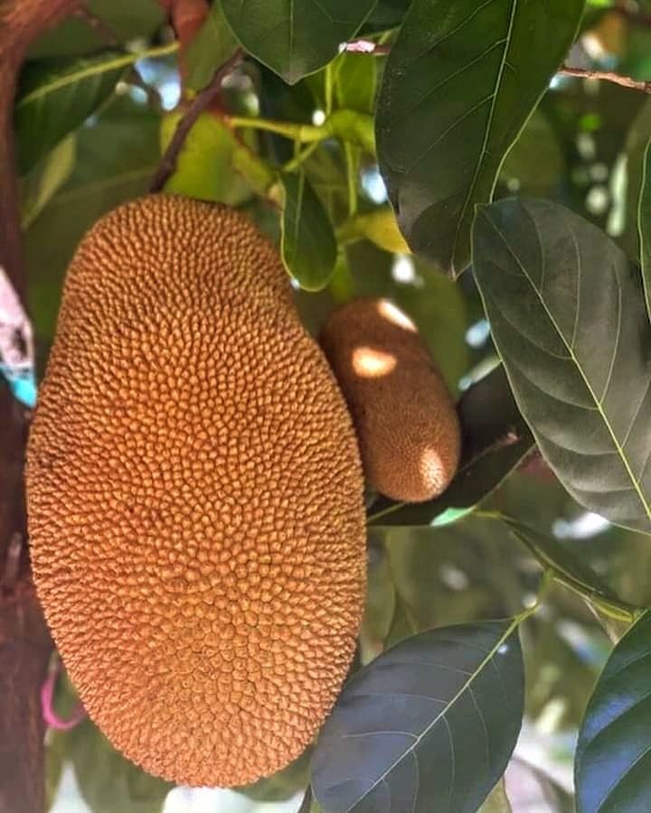 Harvest Direct Grade A Premium Dried Fresh Jackfruit - Large (1kg)