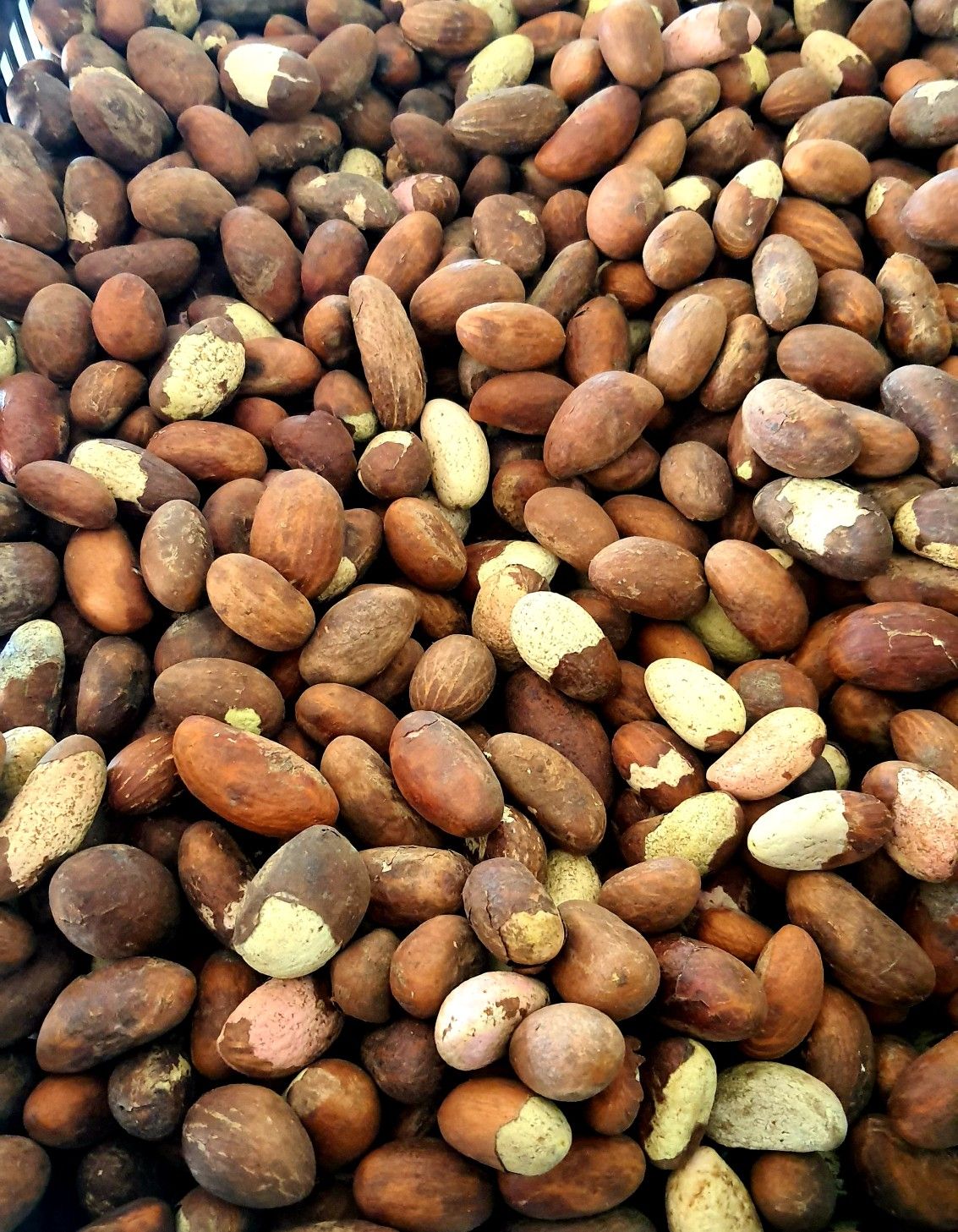 Premium Nuts Grade B Organic Raw Shea Nuts - Large (1kg)