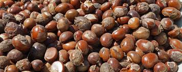 Harvest Direct Organic Premium Raw Shea Nuts - Medium (500g)