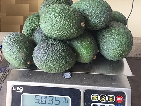 FreshFarm Grade A Premium Ready to Eat Avocado - Small (500g) - Box